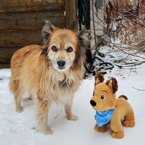 Page & Molly Plushie Bundle + Signed Adoption Certificate